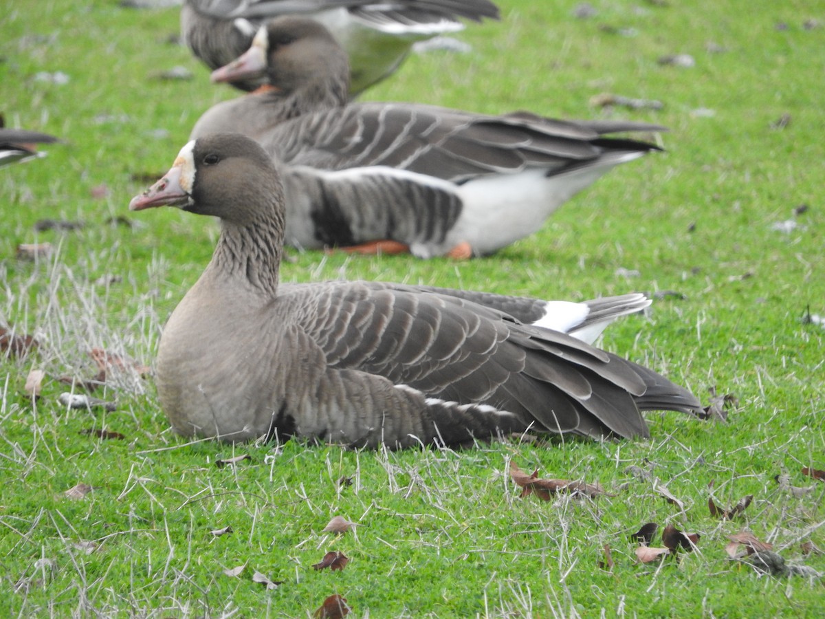 Greater White-fronted Goose - ML81114021