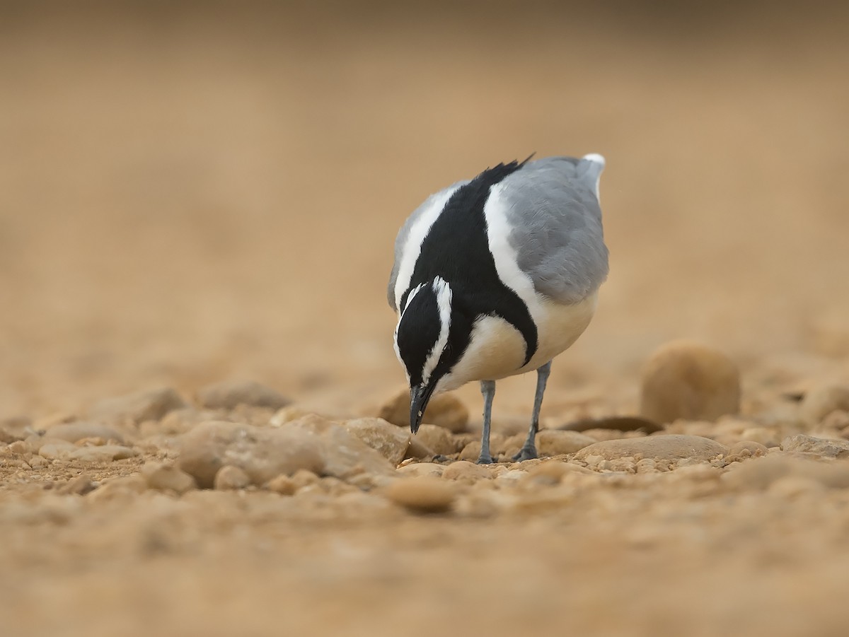 Egyptian Plover - Niall D Perrins