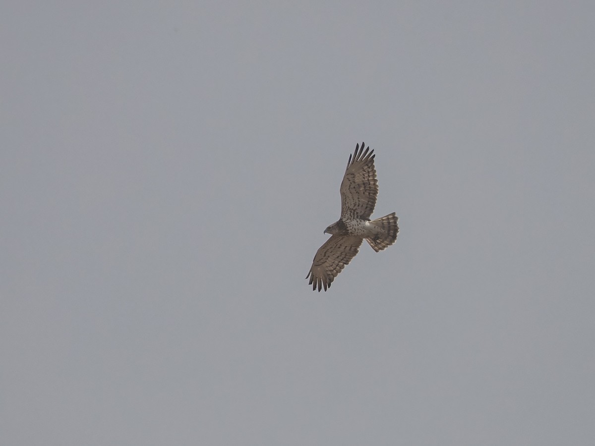 Short-toed Snake-Eagle - Niall D Perrins