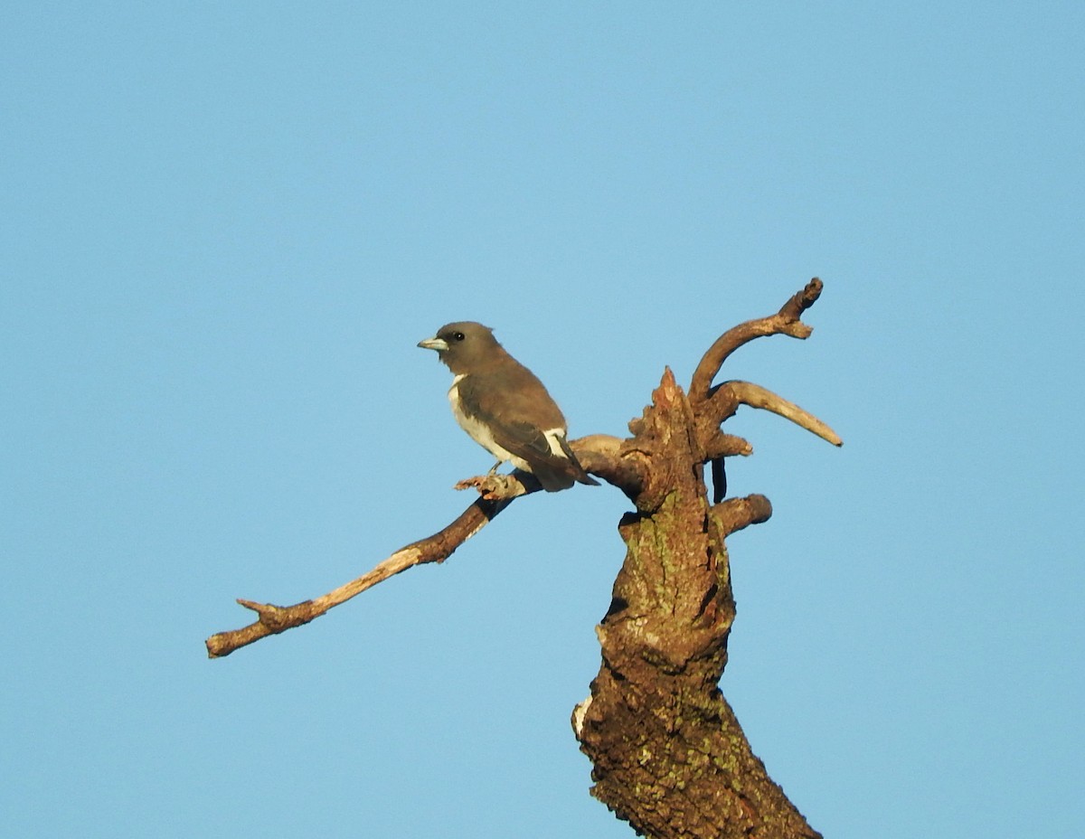 White-breasted Woodswallow - ML81115281