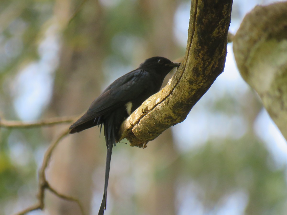 Fork-tailed Drongo-Cuckoo - Krishnamoorthy Muthirulan