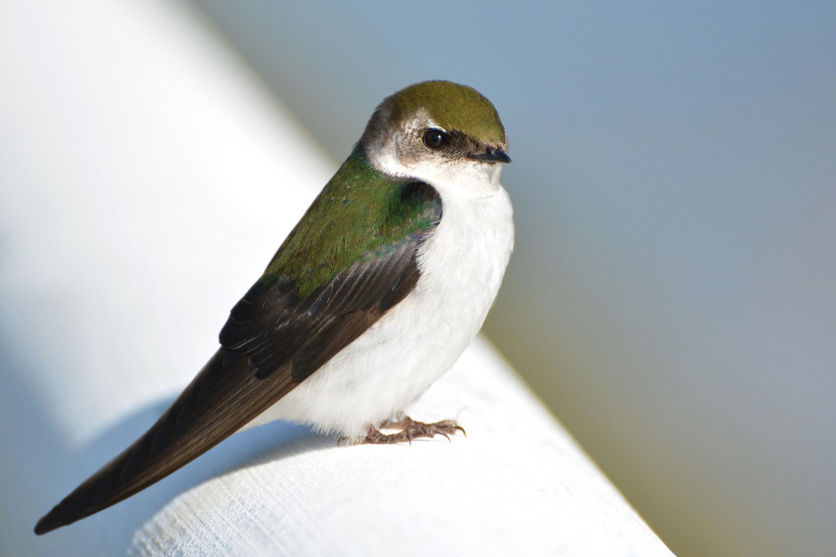 Violet-green Swallow - Bridget Spencer