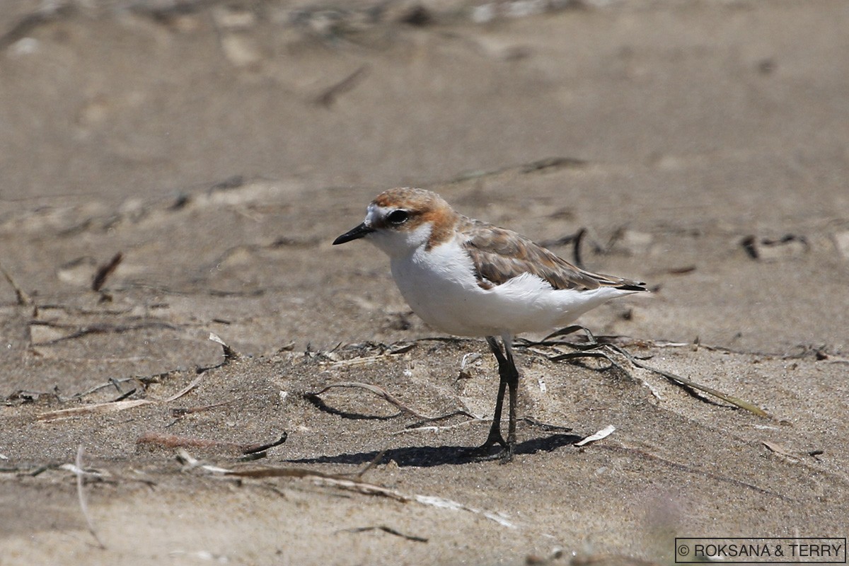 Red-capped Plover - Roksana and Terry