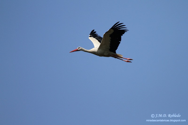 White Stork - Juan María Domínguez Robledo