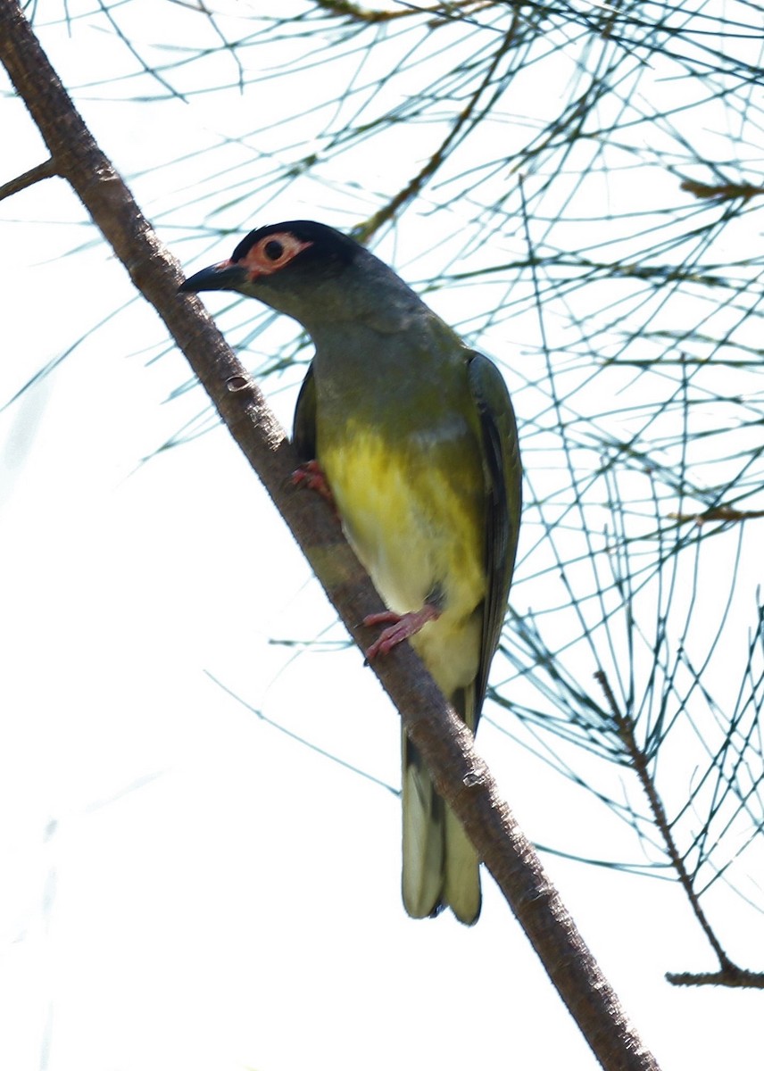 Australasian Figbird - Mary Clarke