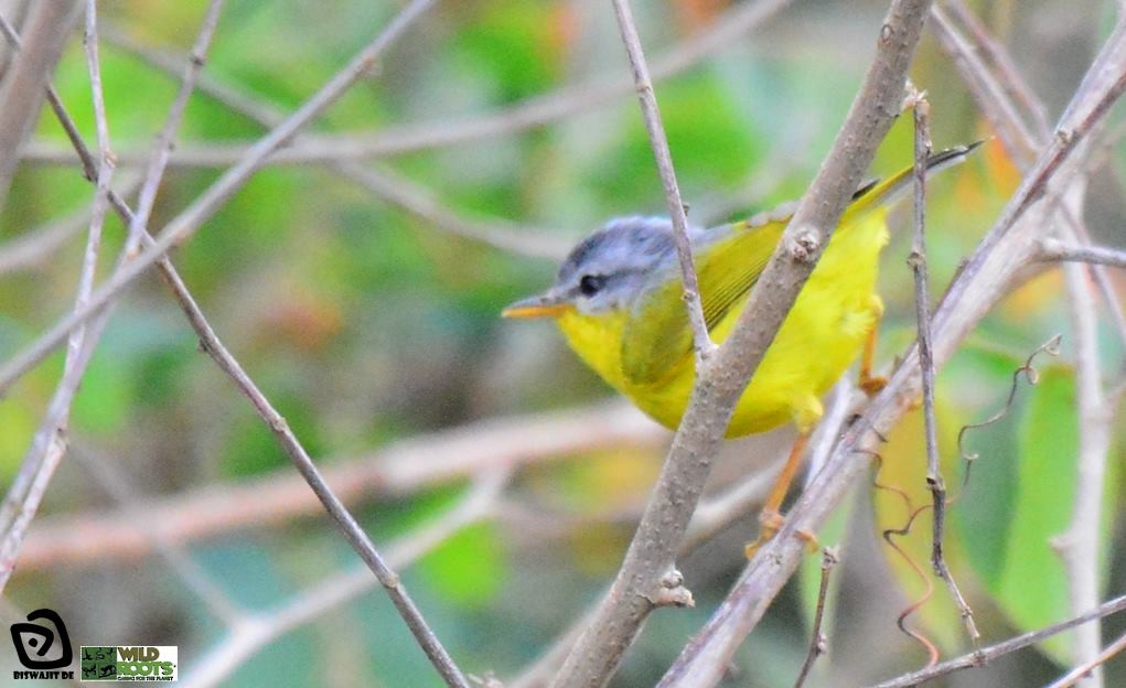 Gray-hooded Warbler - Wild Roots
