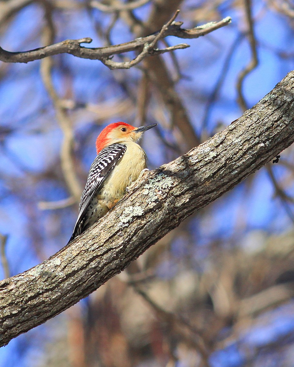 Red-bellied Woodpecker - Rufus Wareham