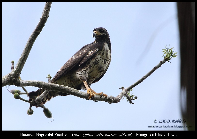 Common Black Hawk (Mangrove) - ML81123341