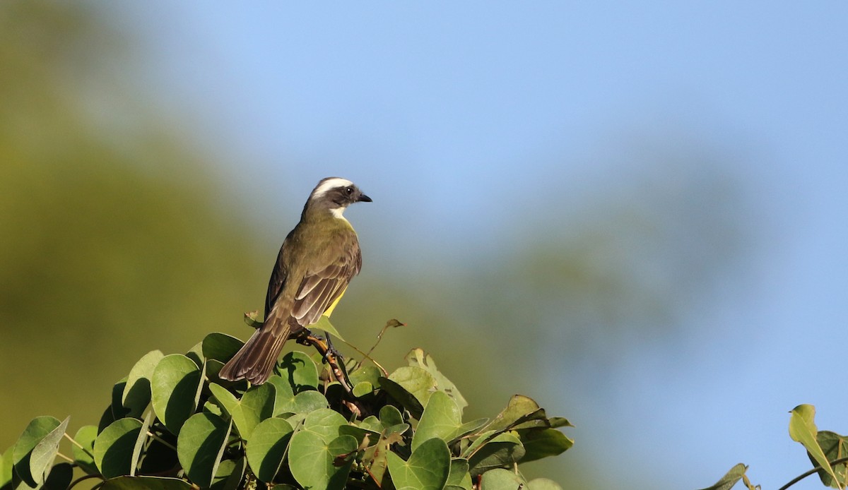 Social Flycatcher (Vermilion-crowned) - ML81124221