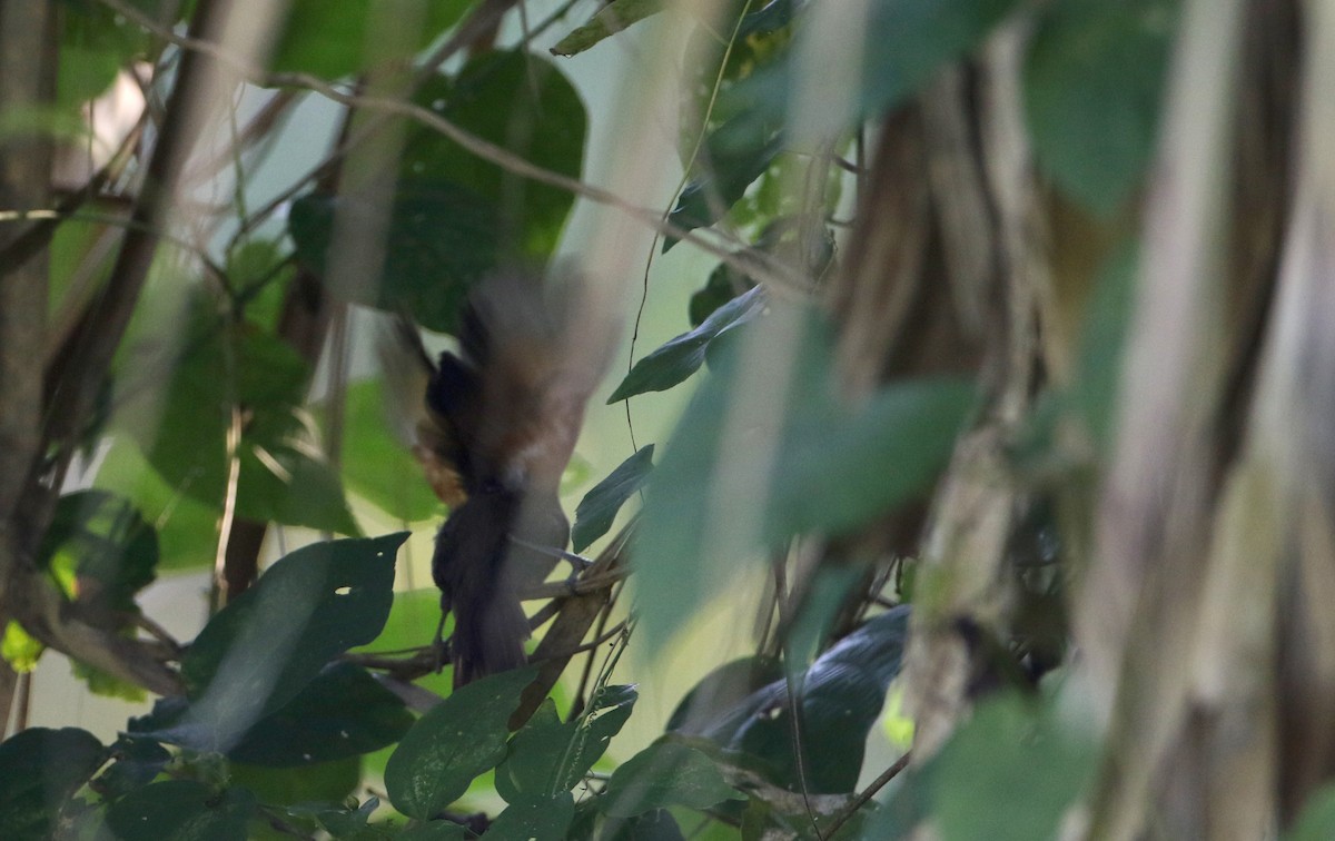 Rufous-breasted Spinetail - Jay McGowan
