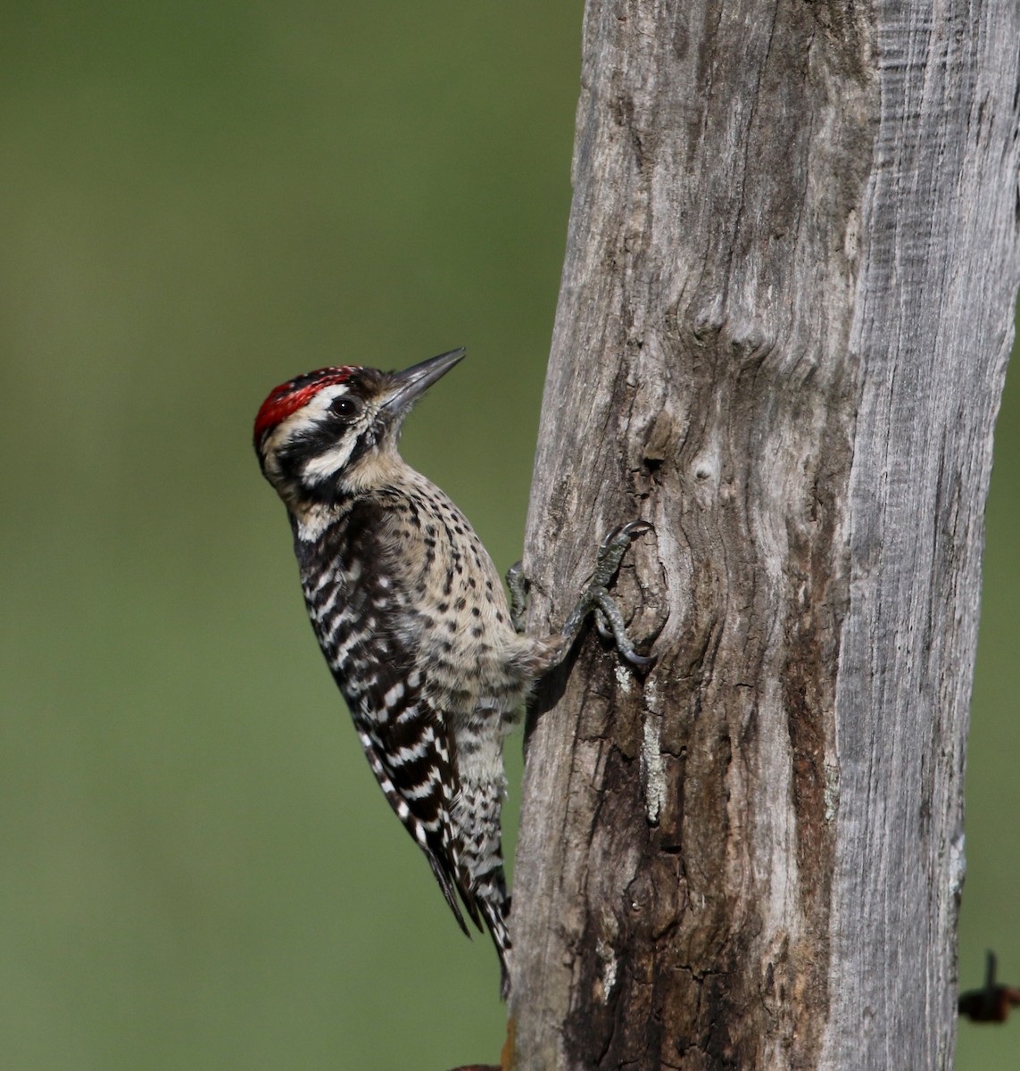 Ladder-backed Woodpecker - Jay McGowan