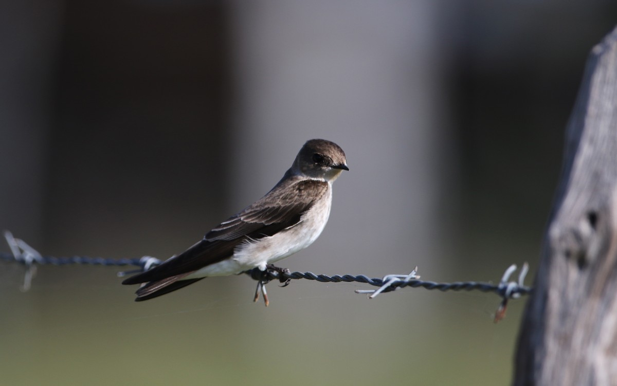 Northern Rough-winged Swallow (Northern) - Jay McGowan