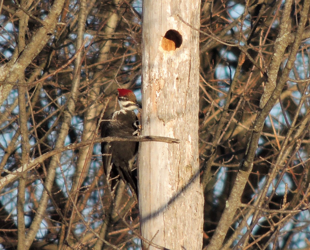 Pileated Woodpecker - Joe Girgente