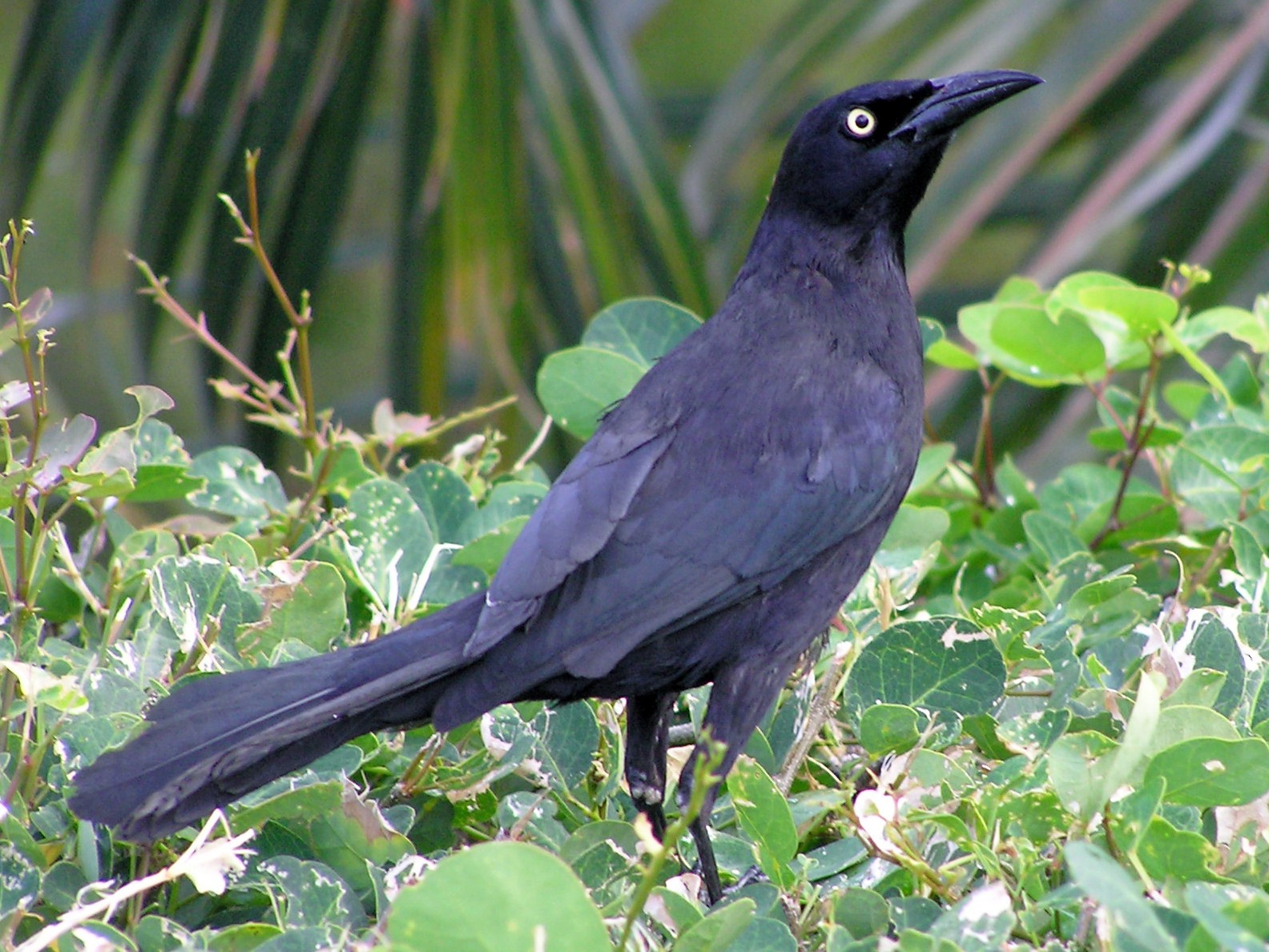 Carib Grackle - James (Jim) Holmes