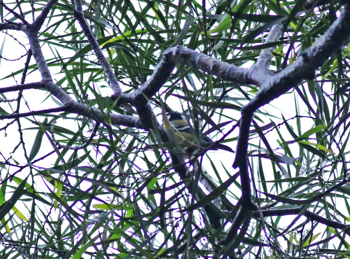 Green-backed Tit - 佑淇 陳