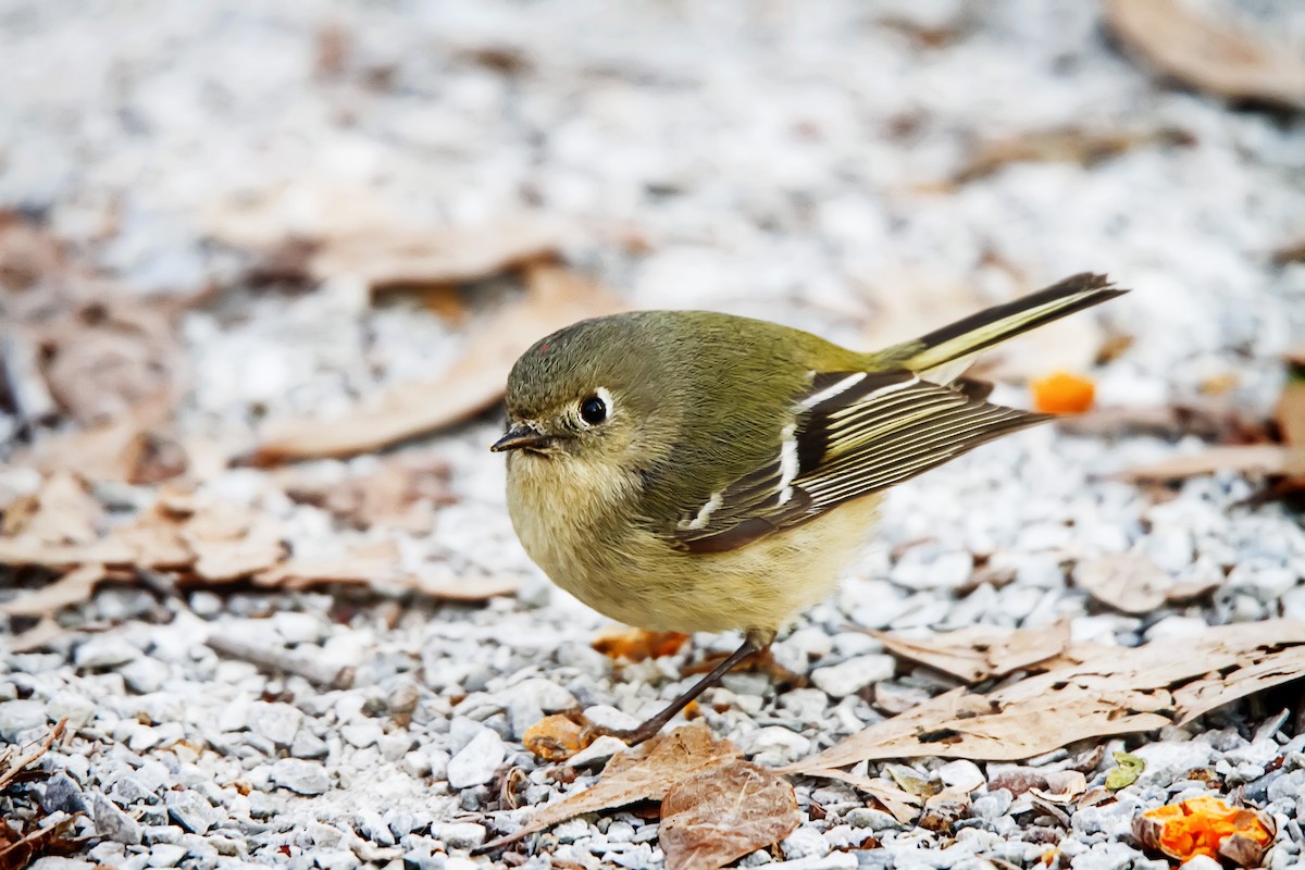Ruby-crowned Kinglet - Robyn Newman