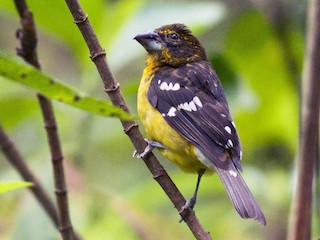 นกเพศเมียหรือนกวัยรุ่น (Yellow-throated) - Ian Davies - ML81129541