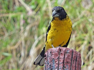 Male (Yellow-throated) - Roger  Rodriguez Ardila - ML81129581