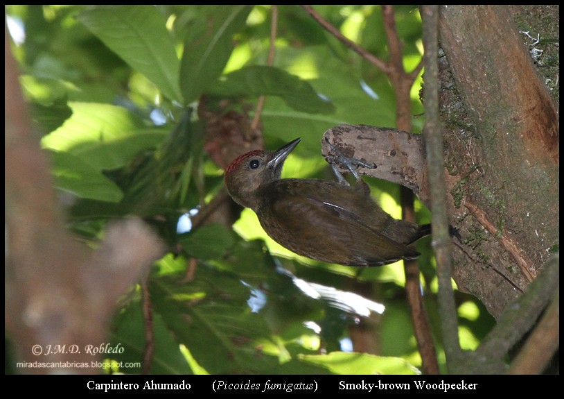 Smoky-brown Woodpecker - ML81132431