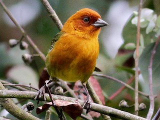  - Ochre-breasted Brushfinch