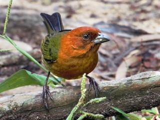 - Ochre-breasted Brushfinch
