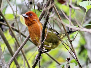  - Ochre-breasted Brushfinch