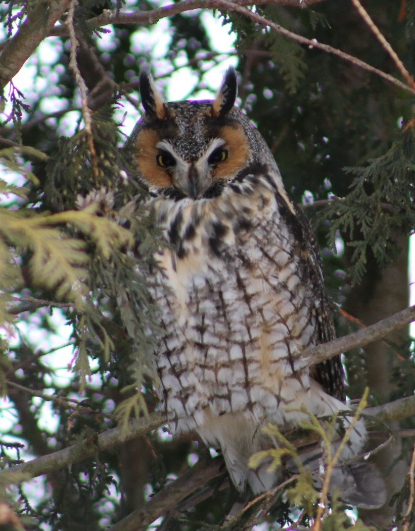 Long-eared Owl - Paul Wigglesworth