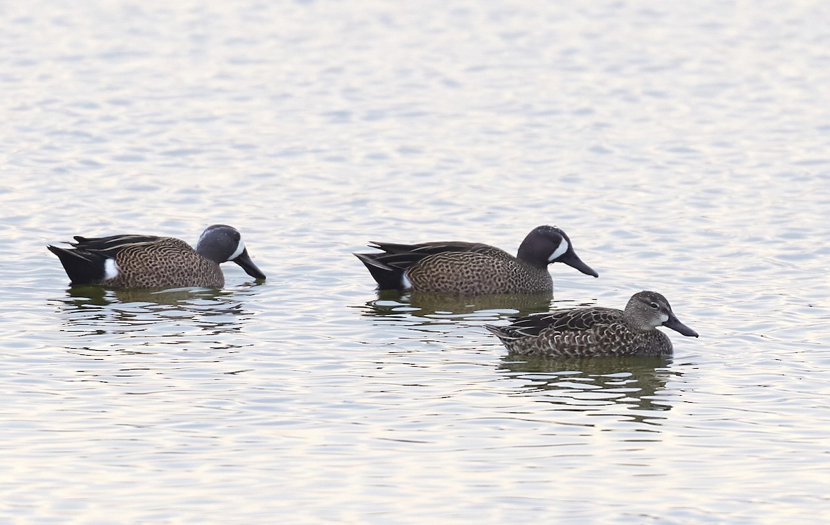 Blue-winged Teal - ML81134221