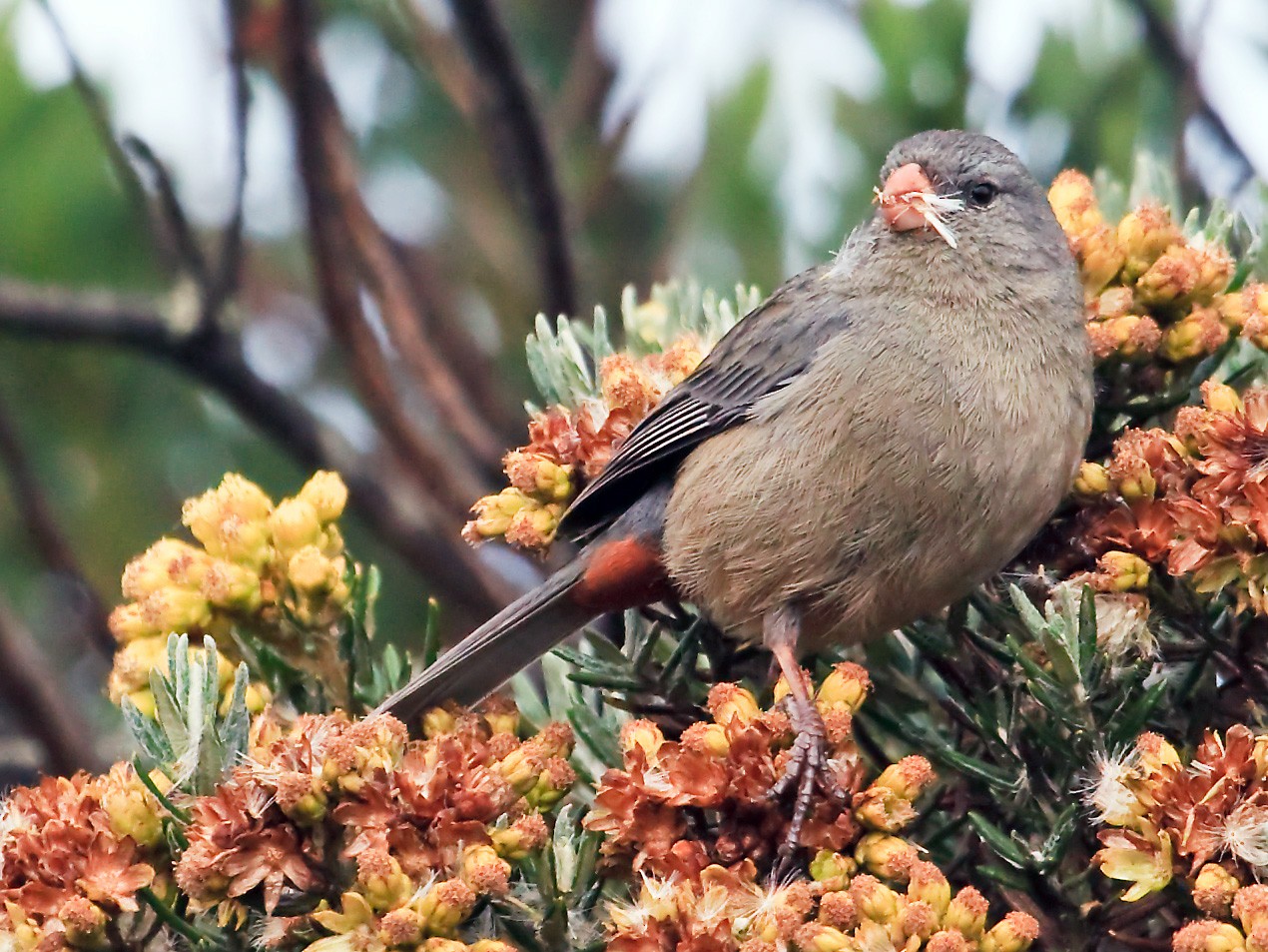 Plain-colored Seedeater - Nigel Voaden