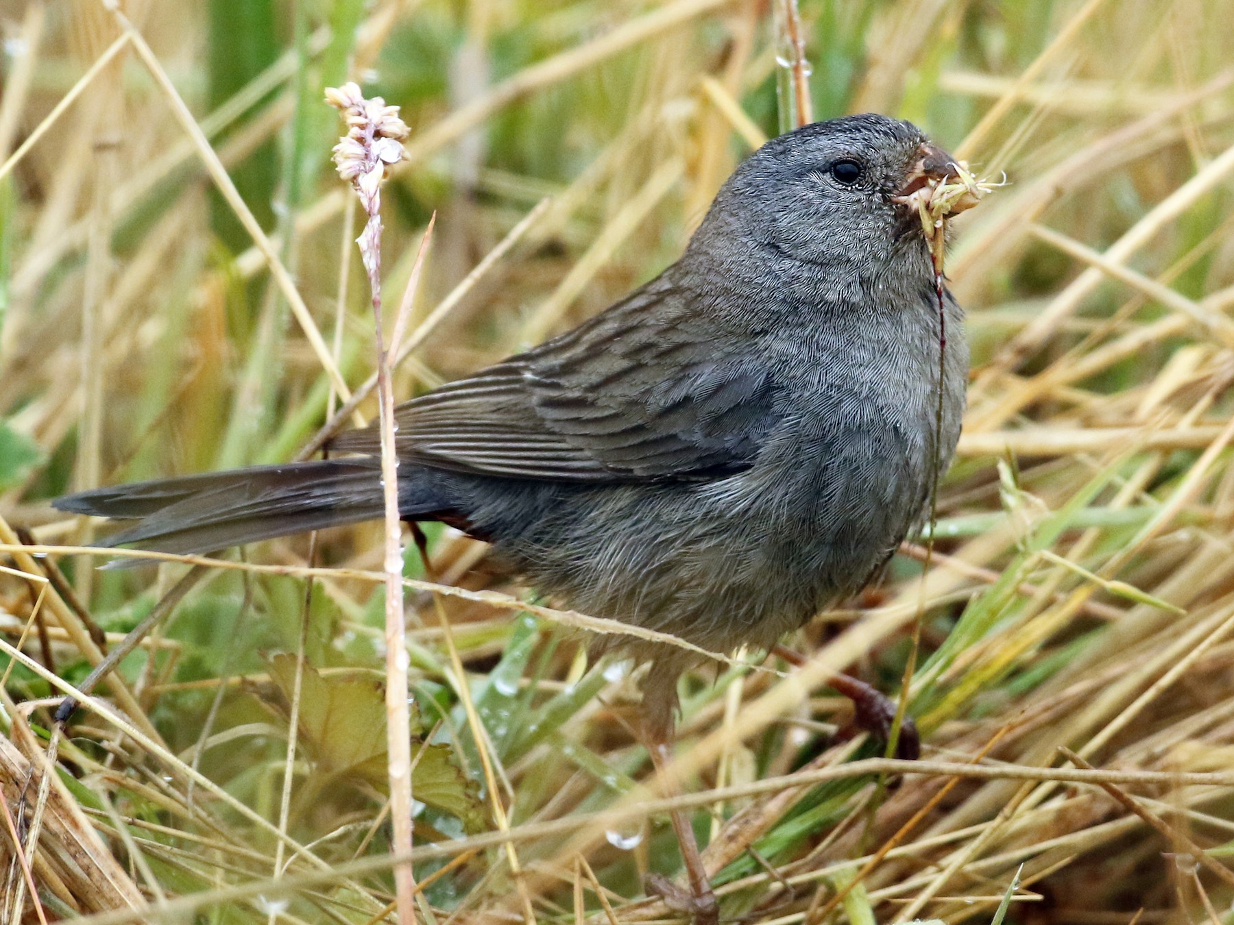 Plain-colored Seedeater - Anonymous