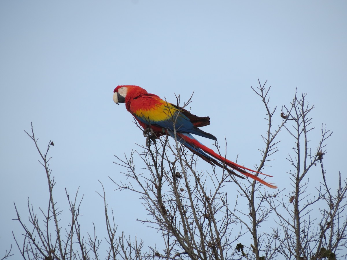 Scarlet Macaw - ML81137261