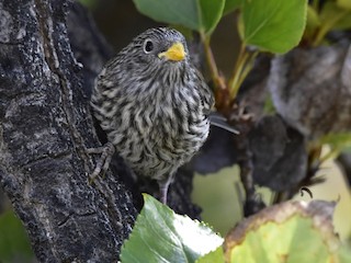 Молодая птица - VERONICA ARAYA GARCIA - ML81137761