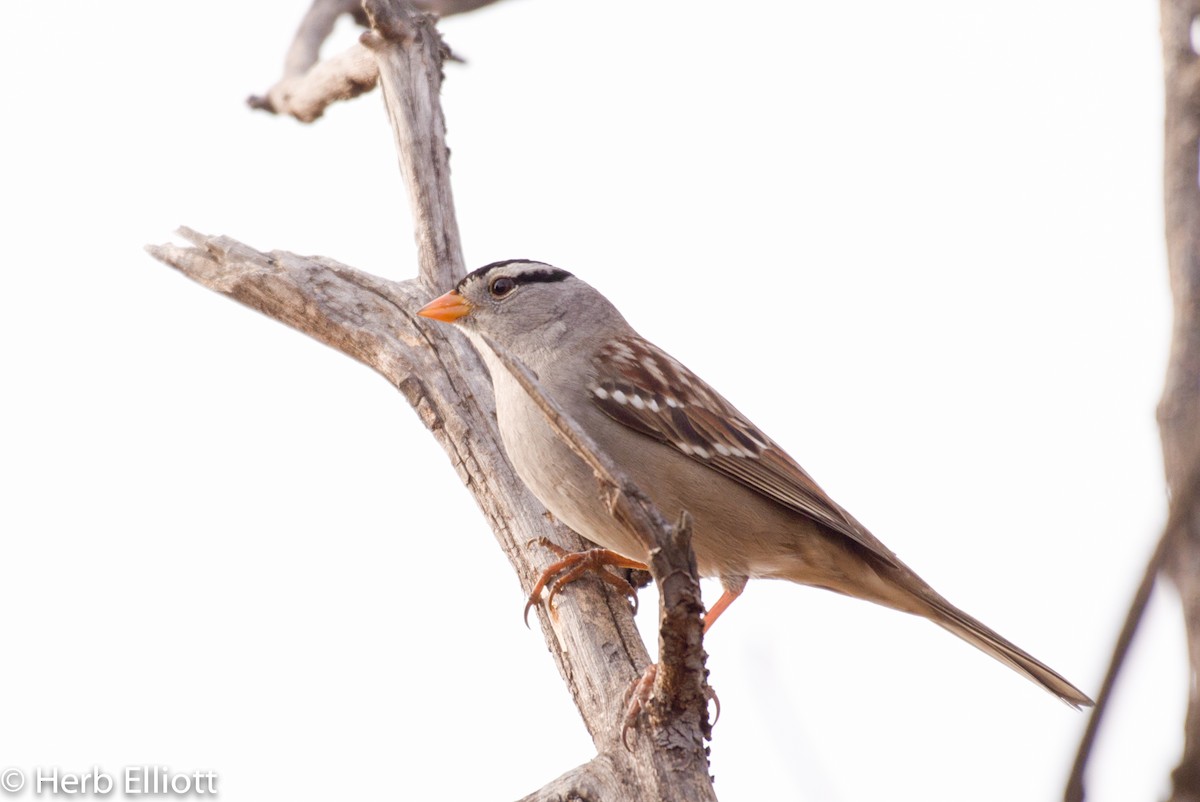 White-crowned Sparrow (Gambel's) - ML81141031