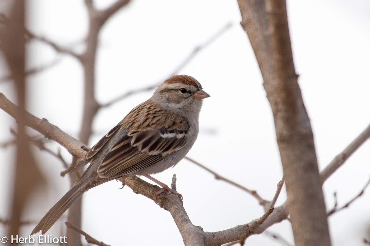Chipping Sparrow - Herb Elliott