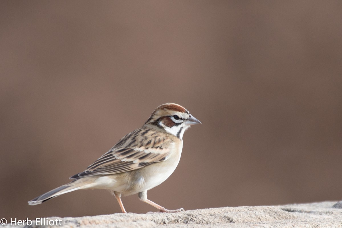 Lark Sparrow - Herb Elliott
