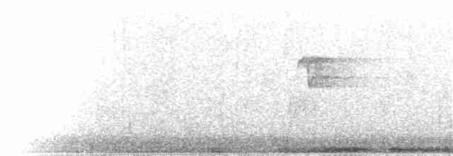 holub kanárský - ML81144921
