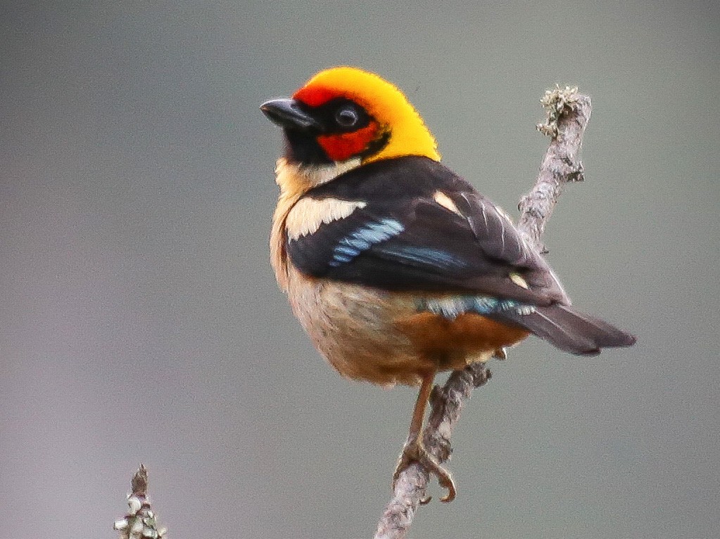 Flame-faced Tanager - Chantelle du Plessis (Andes EcoTours)