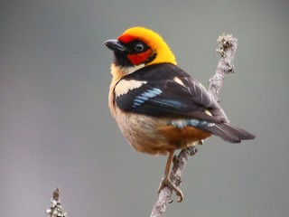 Adulto (Flame-faced) - Chantelle du Plessis (Andes EcoTours) - ML81146781