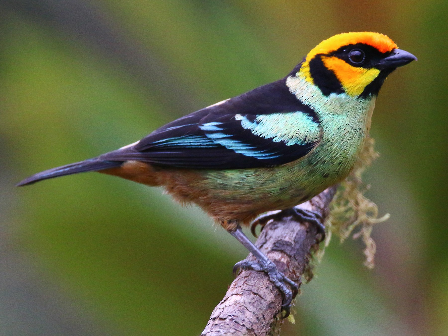 Flame-faced Tanager - Devin Griffiths