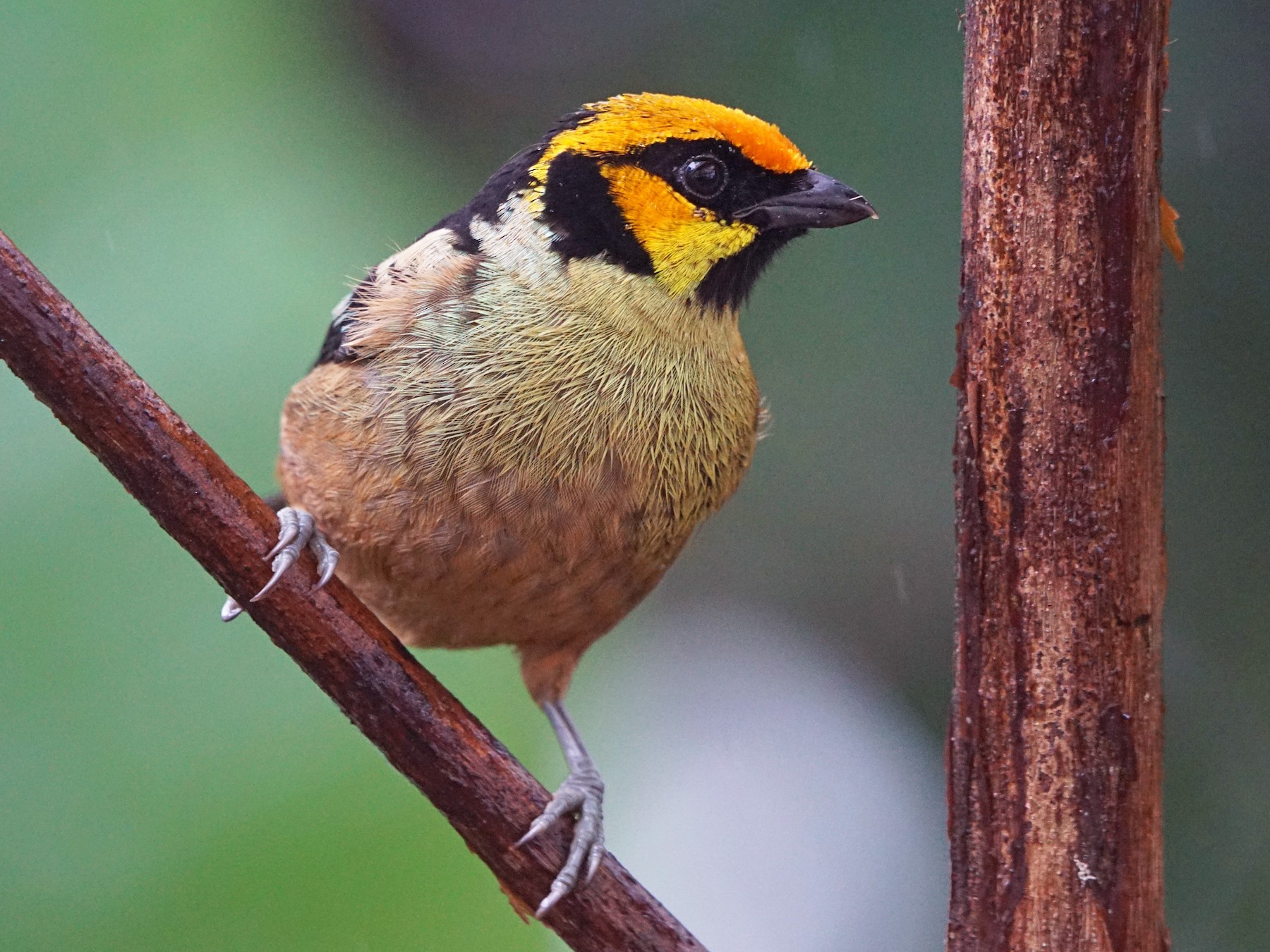Flame-faced Tanager - Michael Smith