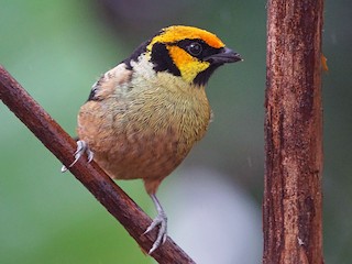 Adult (Yellow-faced) - Michael Smith - ML81146811