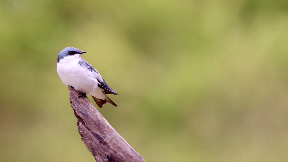 White-winged Swallow - ML81147461