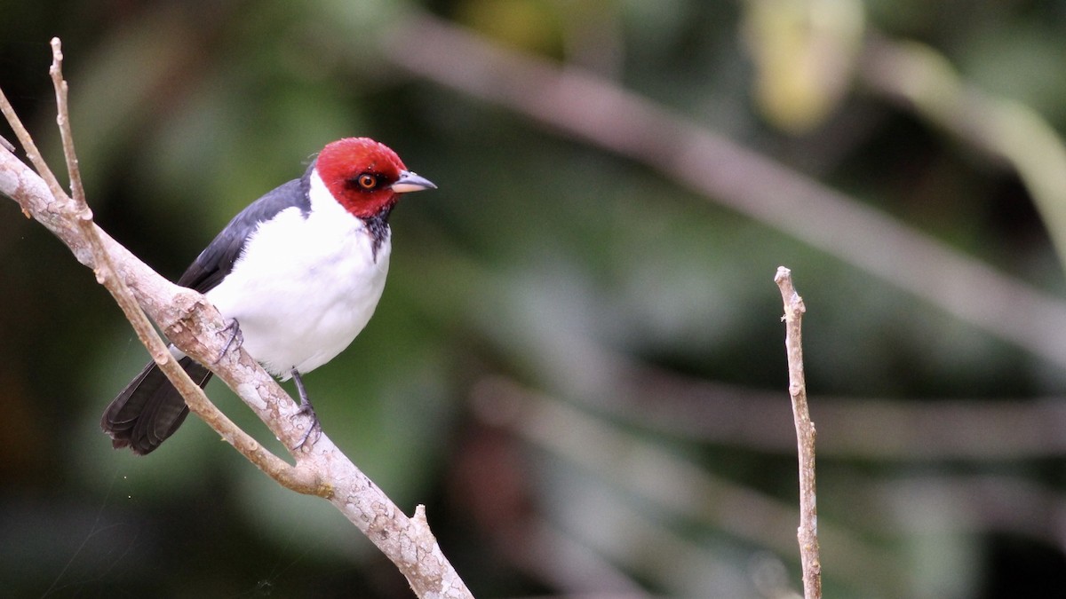 Red-capped Cardinal - ML81147921