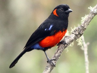  - Scarlet-bellied Mountain Tanager