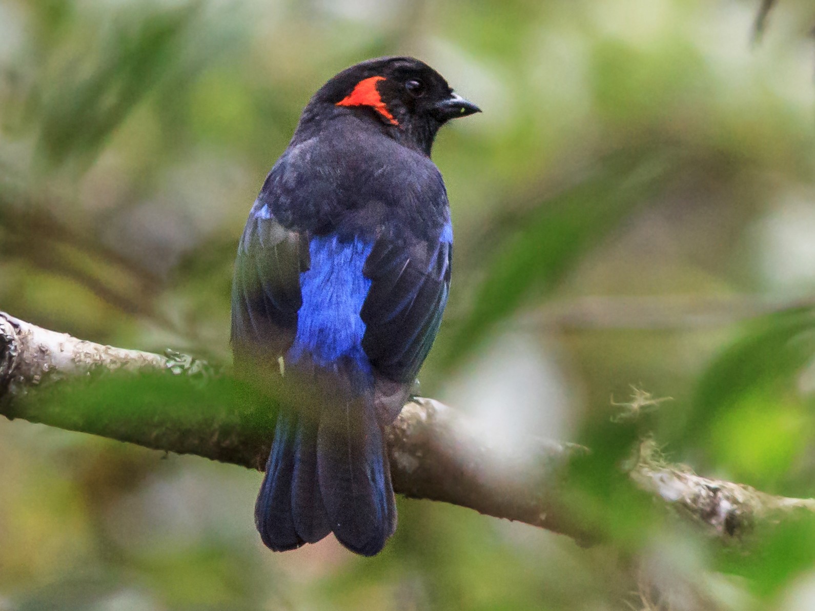 Scarlet-bellied Mountain Tanager - Eric Kershner