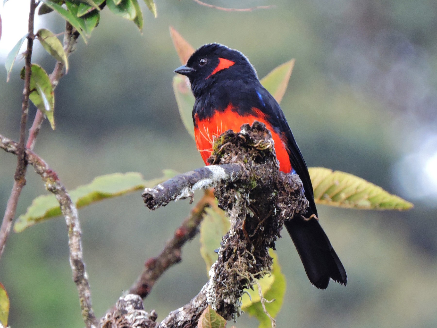 Scarlet-bellied Mountain Tanager enchants with its vibrant plumage and ...