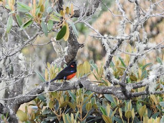 Adult (Scarlet-bellied) - Mario Uribe - ML81148231
