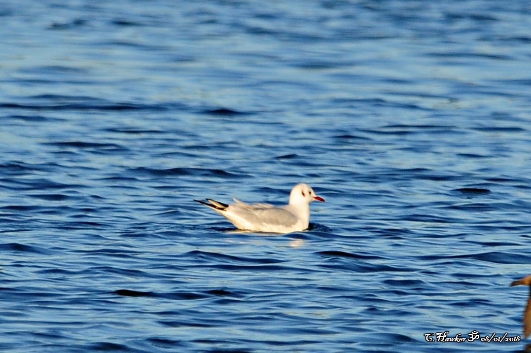 Mouette rieuse - ML81148971