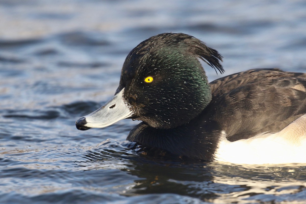 Tufted Duck - ML81149901