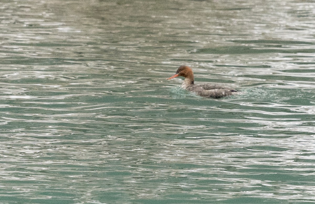 Red-breasted Merganser - Ian Routley